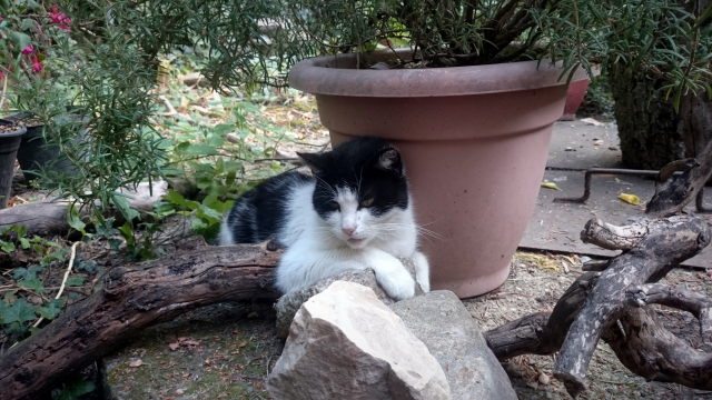 Katze im Garten